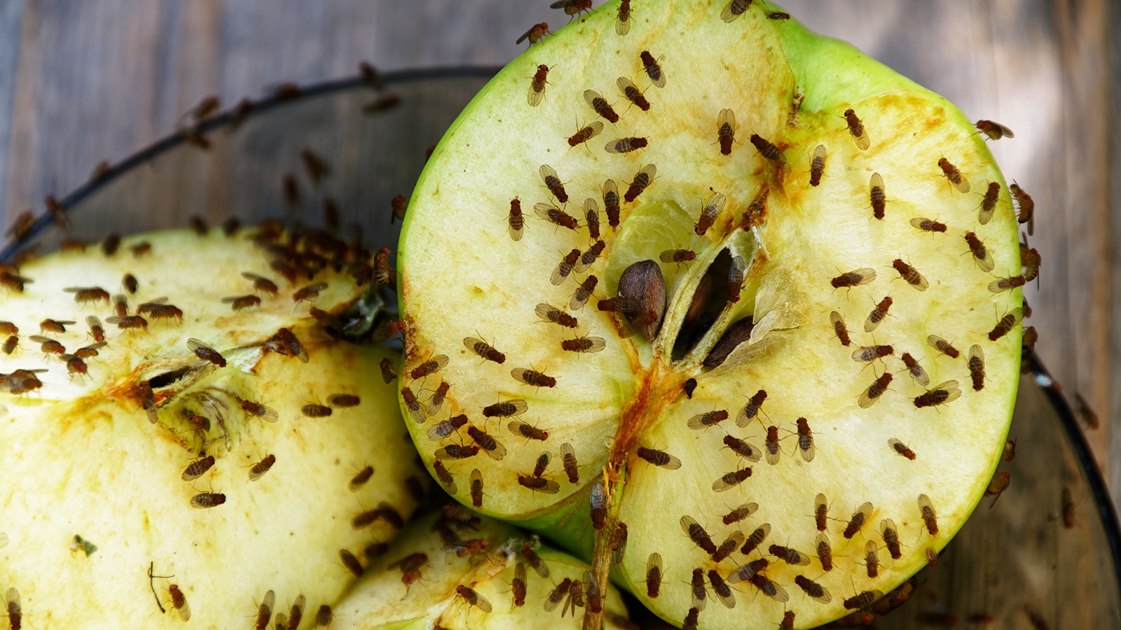 I tried 3 ways of getting rid of fruit flies on Amazon — and there's a clear winner