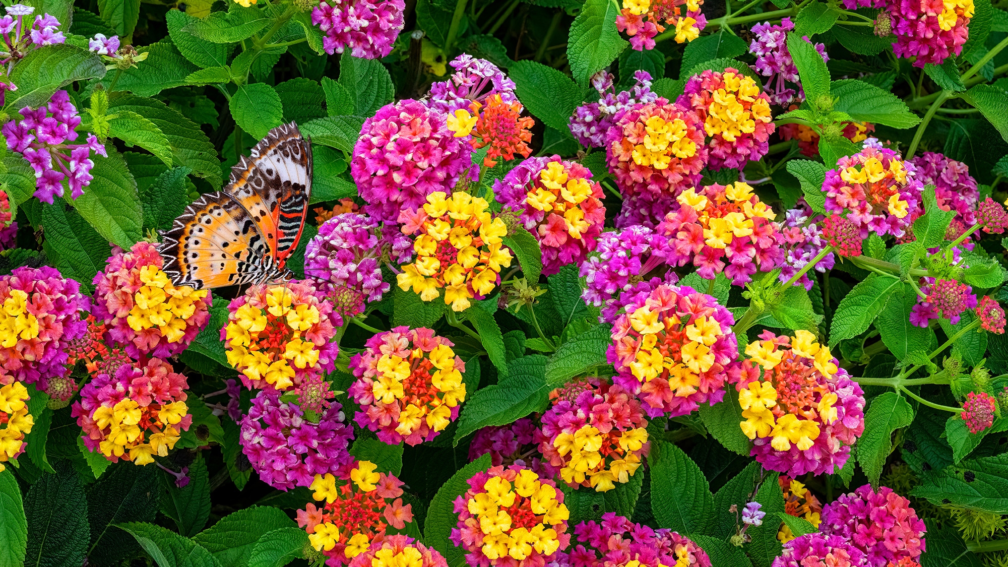 This underrated plant has filled my yard with color all summer — and it's ideal for container gardening