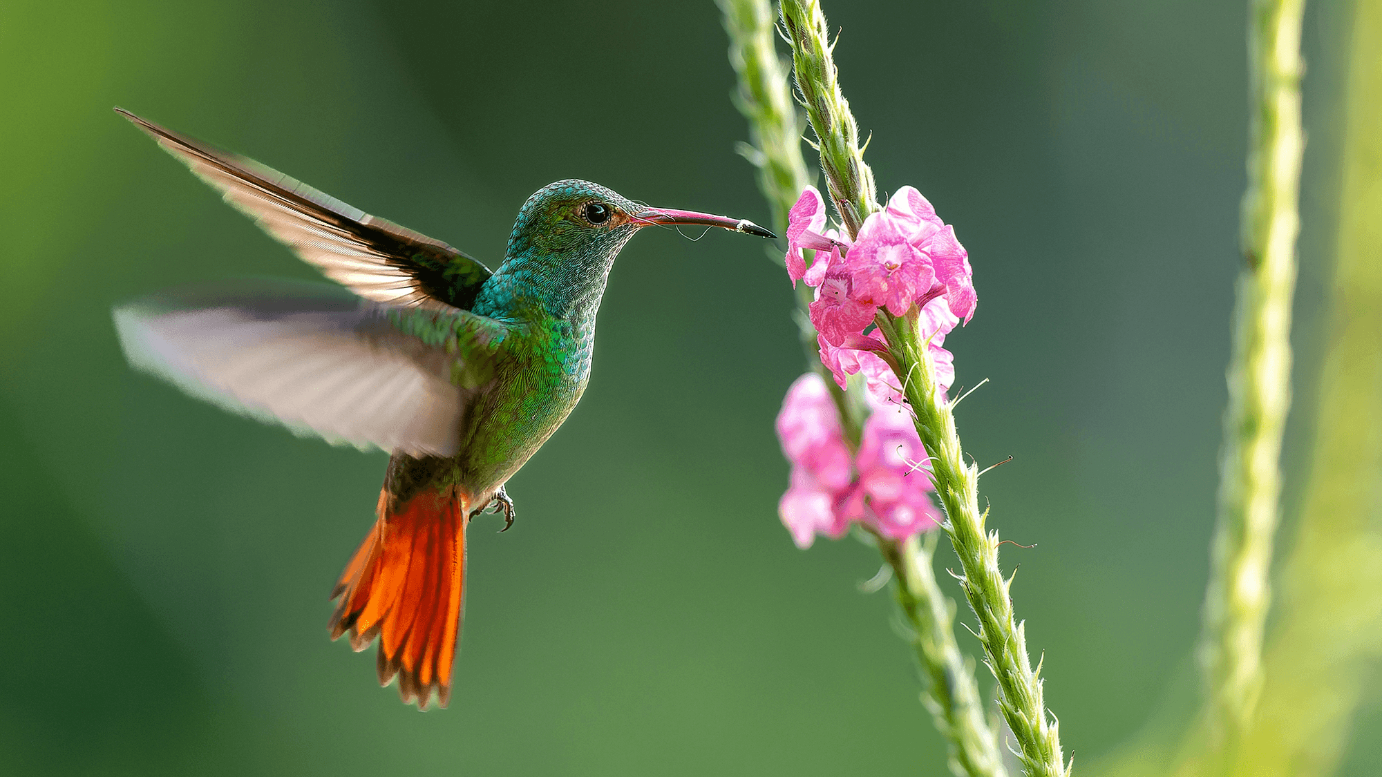 How to feed hummingbirds the right way, according to experts