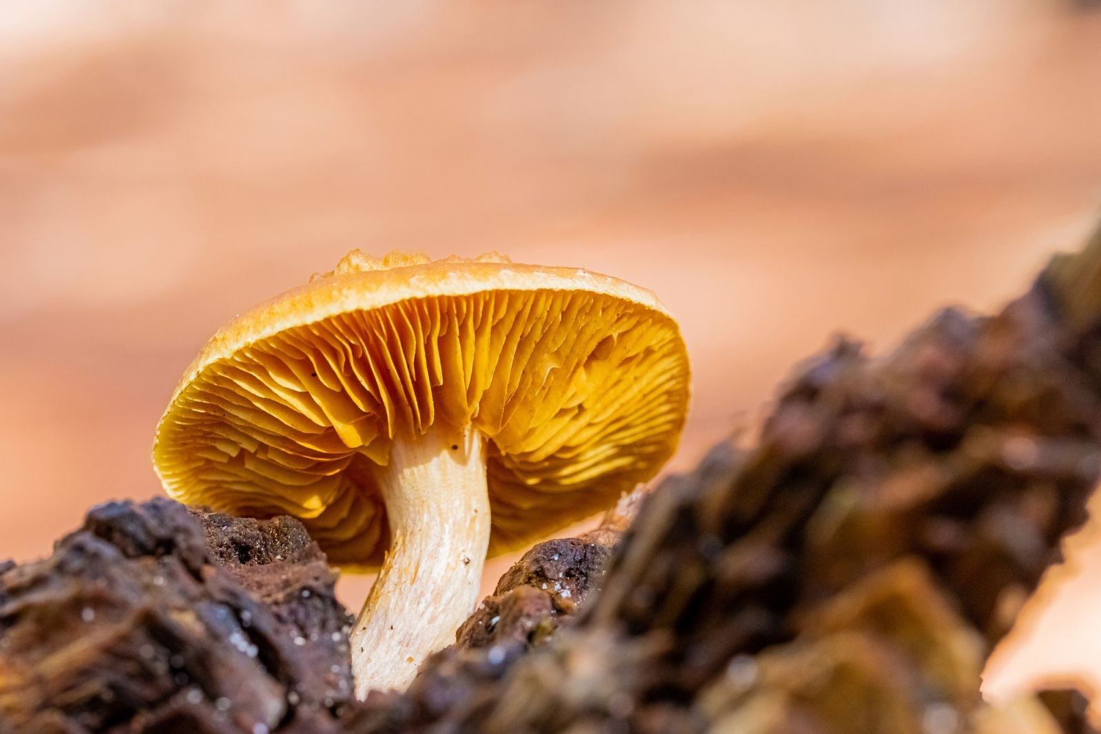 The future is fungi: 6 mushroom trends you'll be seeing everywhere