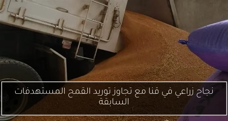 نجاح زراعي في قنا مع تجاوز توريد القمح المستهدفات السابقة