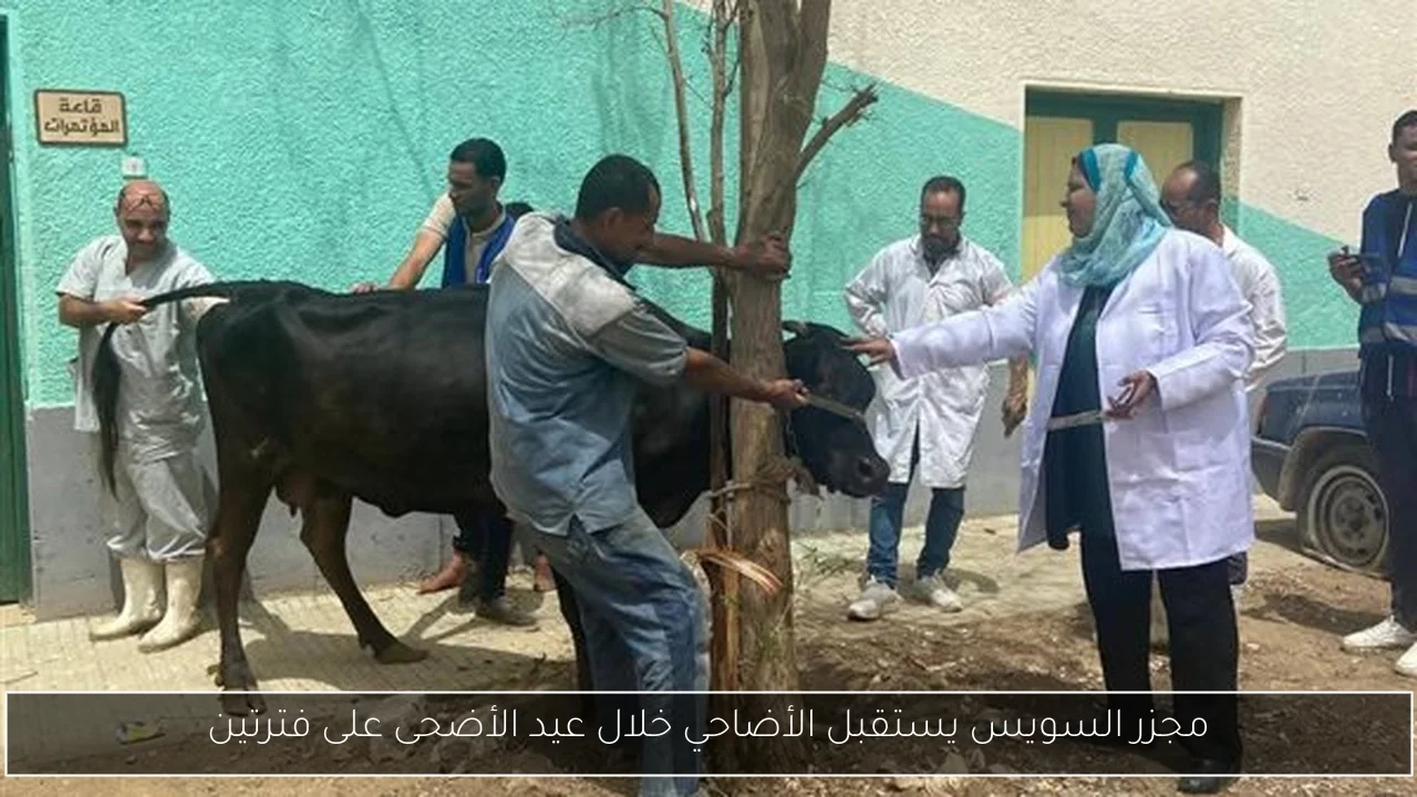 مجزر السويس يستقبل الأضاحي خلال عيد الأضحى على فترتين