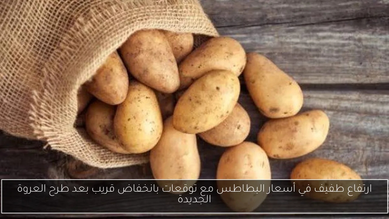 ارتفاع طفيف في أسعار البطاطس مع توقعات بانخفاض قريب بعد طرح العروة الجديدة