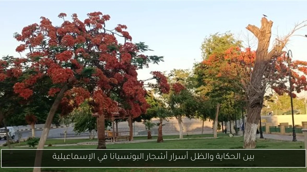 بين الحكاية والظل أسرار أشجار البونسيانا في الإسماعيلية