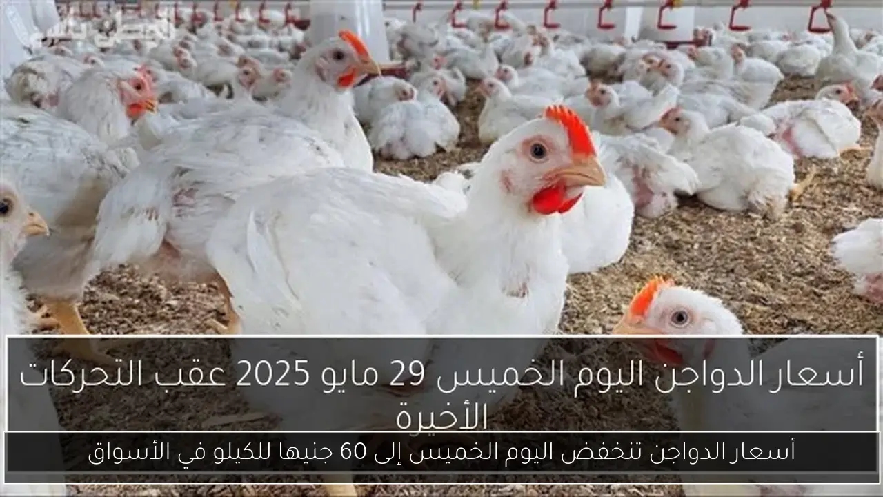 أسعار الدواجن تنخفض اليوم الخميس إلى 60 جنيها للكيلو في الأسواق