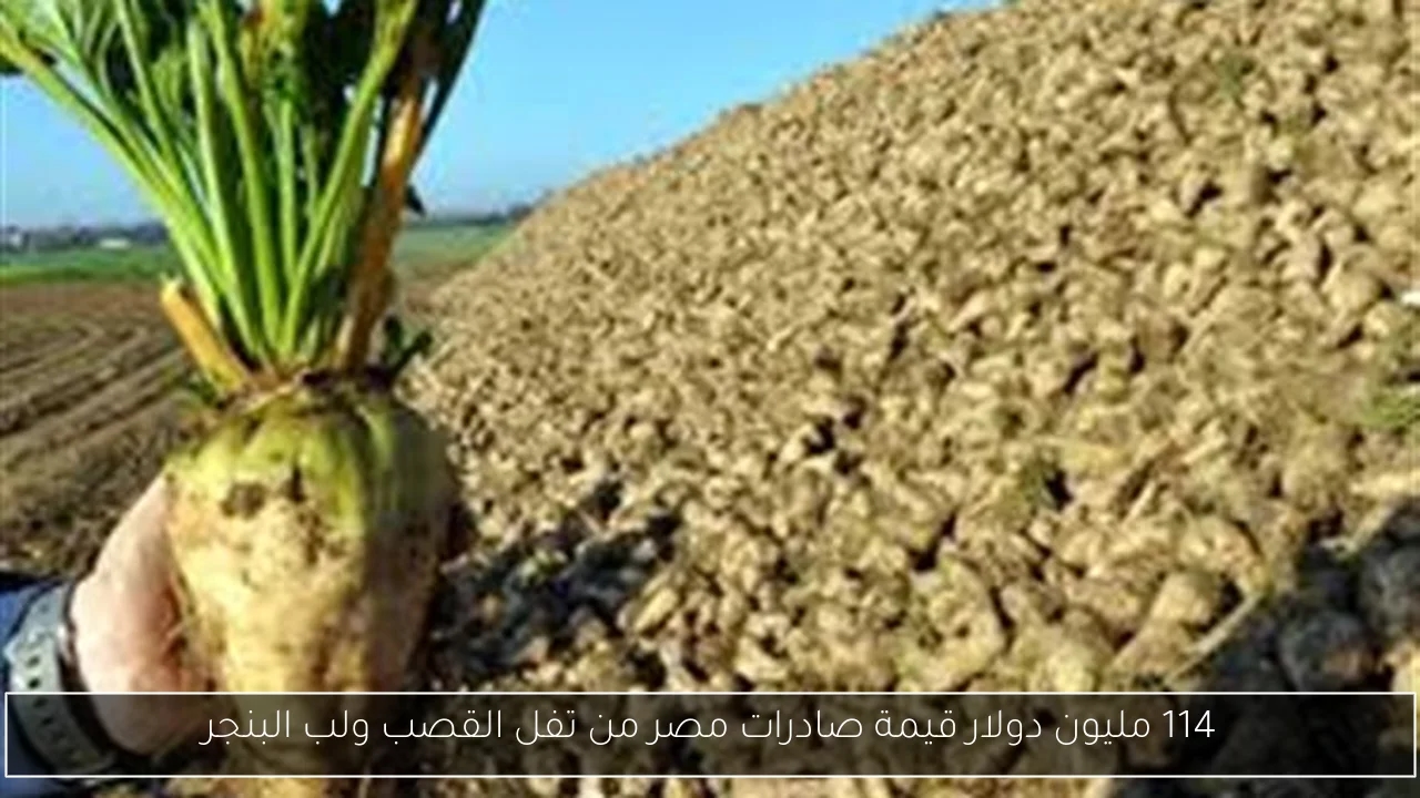 114 مليون دولار قيمة صادرات مصر من تفل القصب ولب البنجر