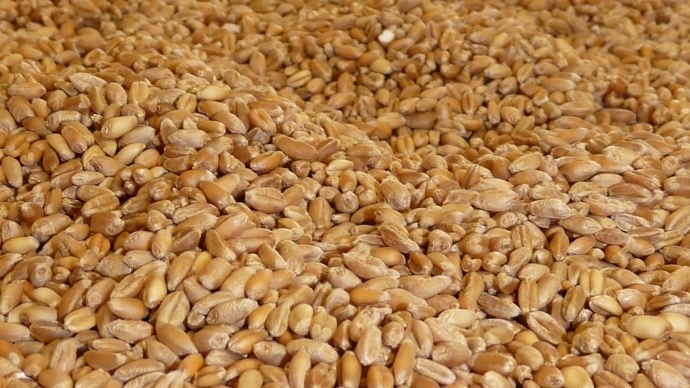 Tunisia buys 25,000t of feed barley in restricted tender, traders say