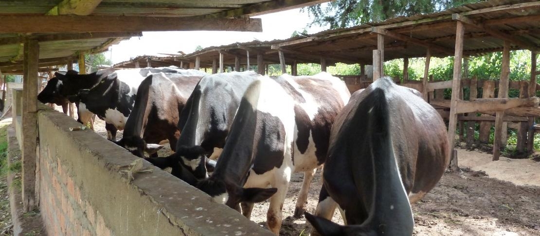 Tunisia: Livestock sector has suffered significant financial losses (Ben Khelifa)