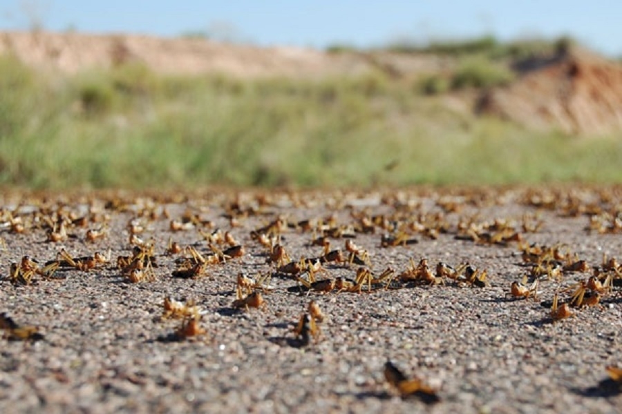 Desert locusts gather on Tunisian-Libyan borders. Threat contained, for now!