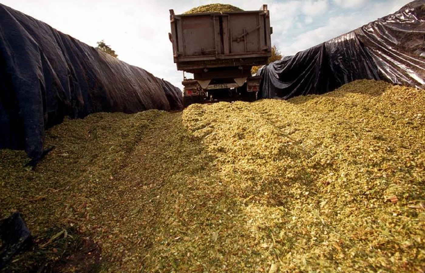 Tunisia buys 50,000 tons of corn in international tender, say traders