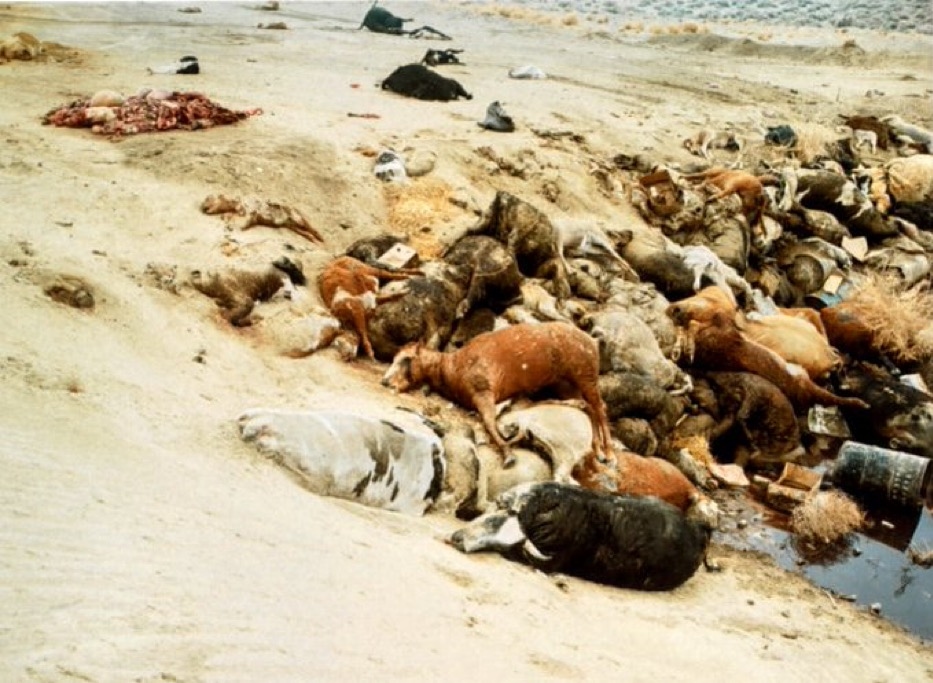 Photo: Significant animal life was lost in Hunt, TX