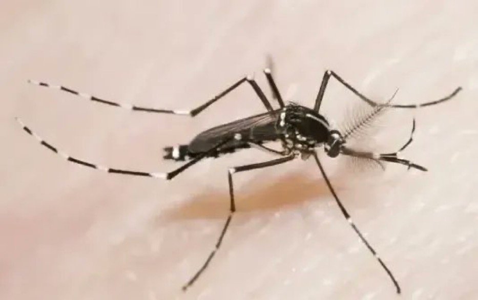 WHO Warns of Global Chikungunya Virus Outbreak Amid Rising Indian Ocean Cases