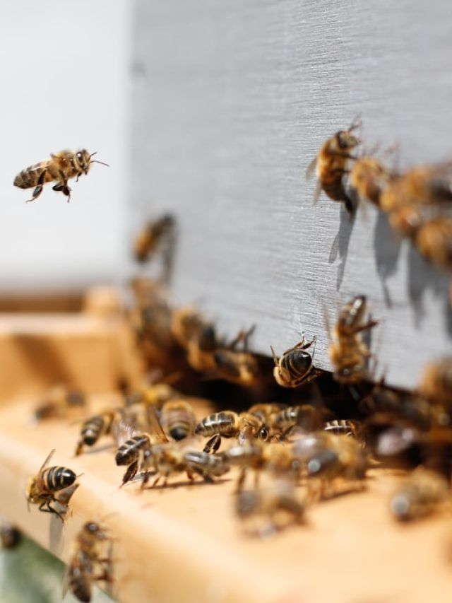 World Bee Day: 5 Things You Didn't Know About Honeybees