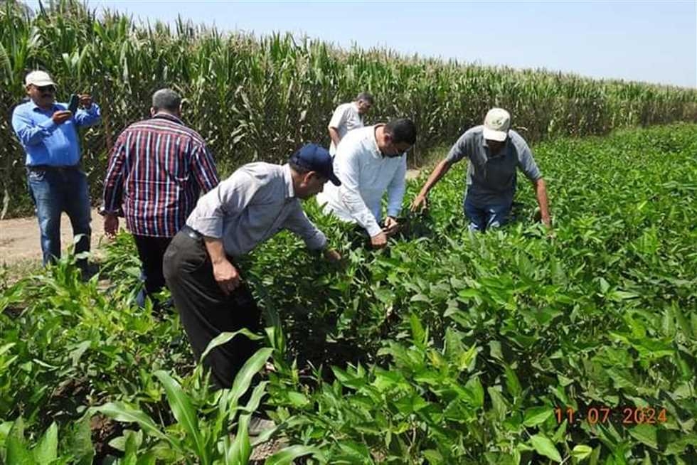 "الزراعة": الإشراف على تقنين أوضاع 2000 فدان بالمحافظات