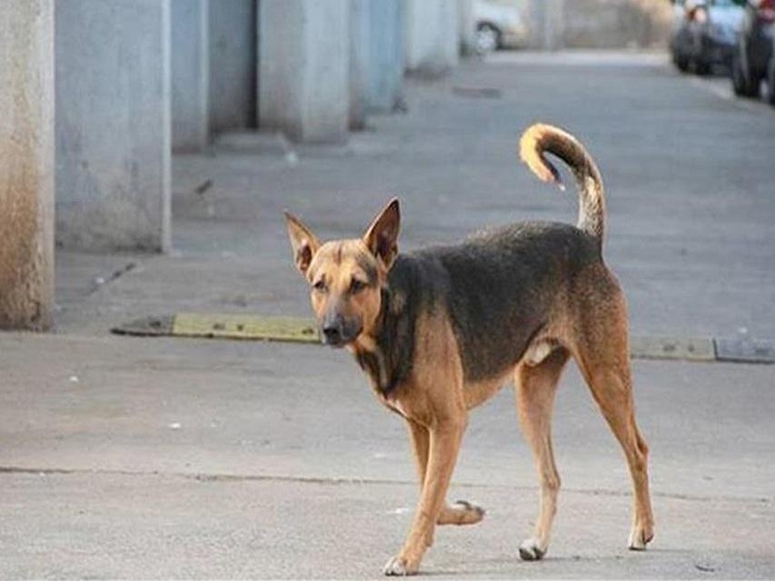 ضبط شخص بتهمة الاعتداء على الكلاب الضالة بالبحيرة
