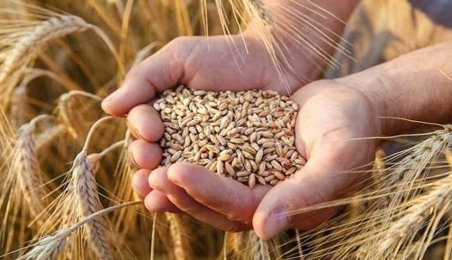 وزير التموين: استهلاك مصر من القمح يصل إلى 21 مليون طن سنويا
