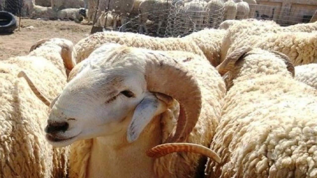 «الخدمات البيطرية» تنتهي من تطوير 8 مجازر في 5 محافظات