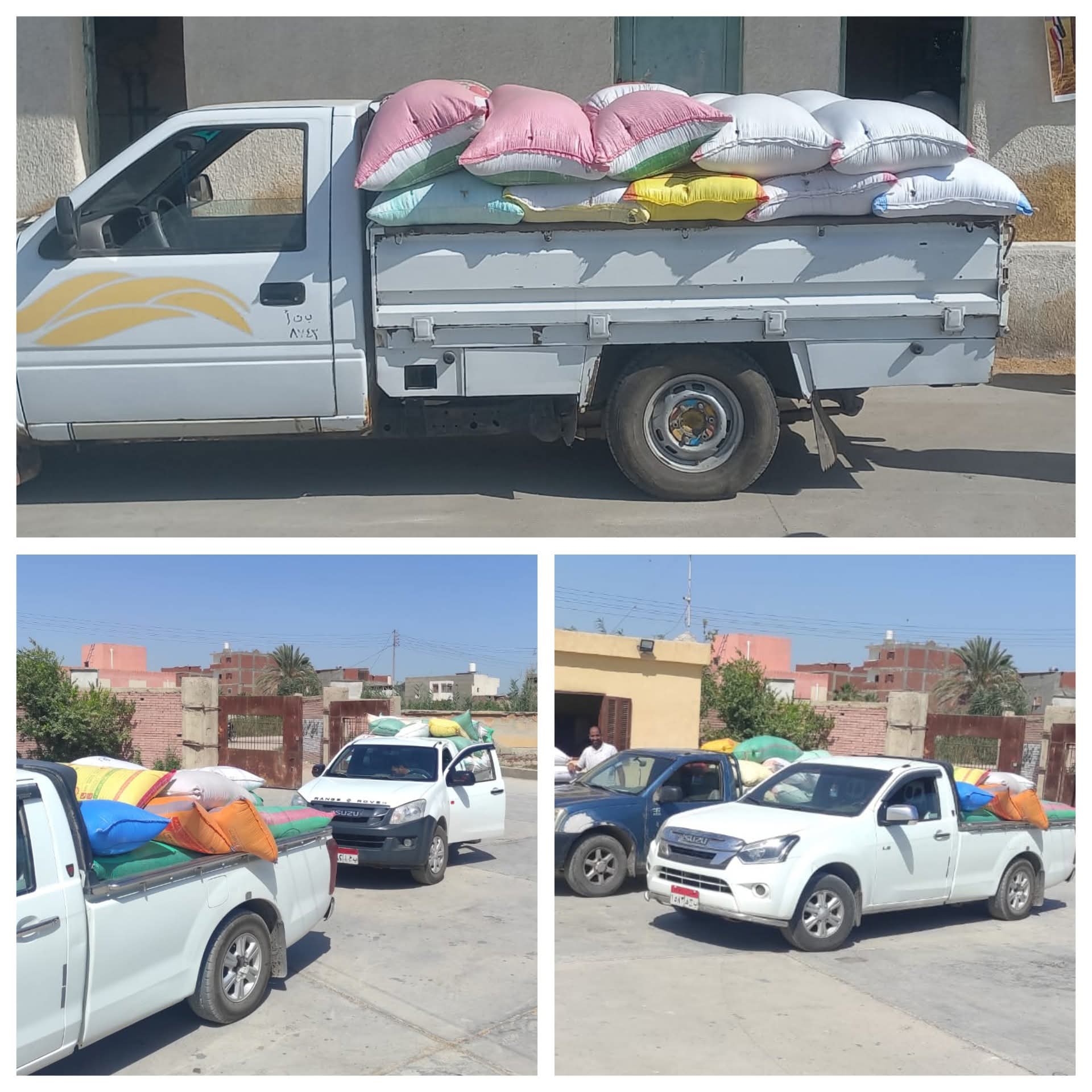 توريد 248 ألف طن قمح منذ بدء الموسم في البحيرة