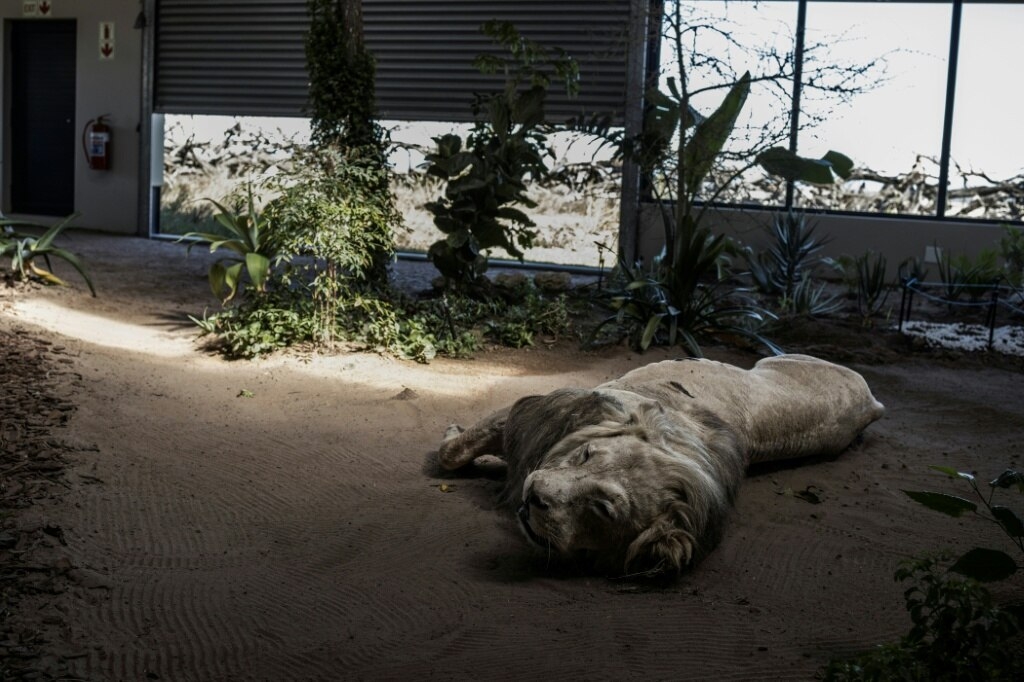 Inside South Africa's wildlife CSI school helping to catch poachers