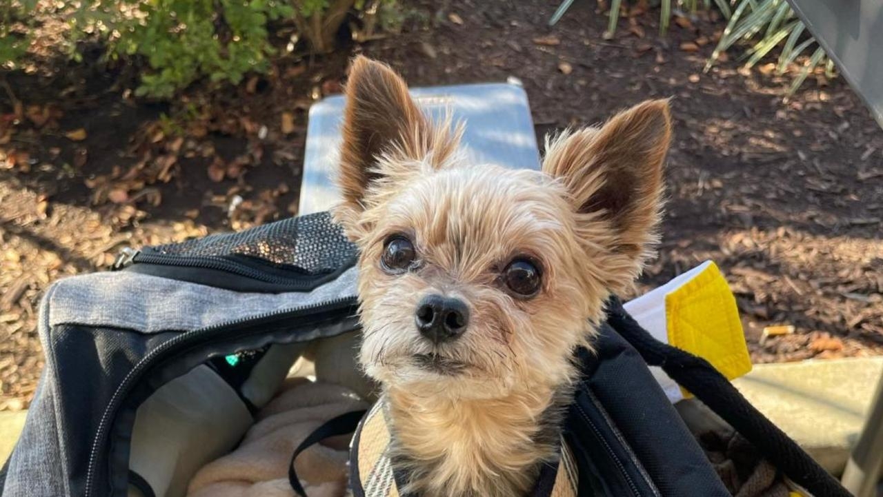 Heartbroken owner sues for $7 million after vet yanked 16 teeth from dog