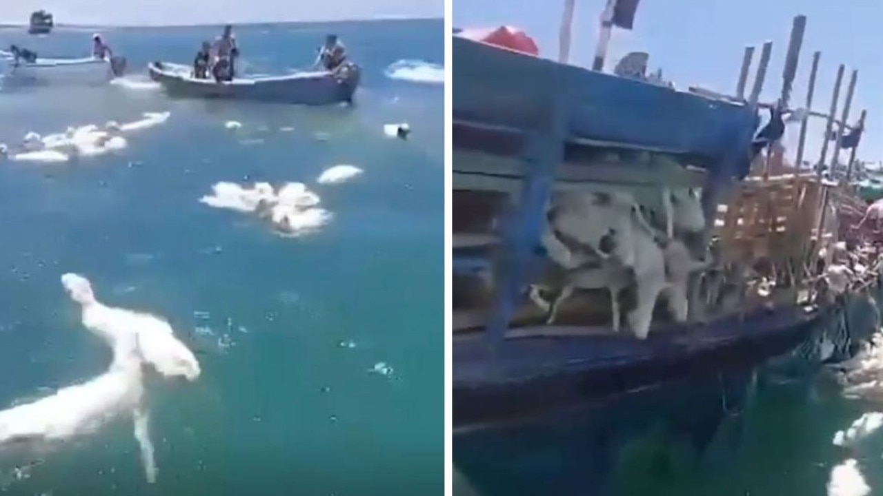 Ship carrying thousands of sheep capsizes