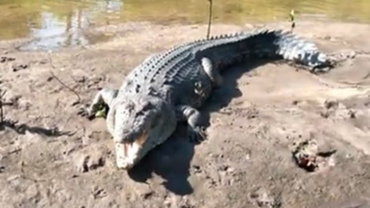 Beloved 5m croc ‘Big John' found decapitated in net in Queensland