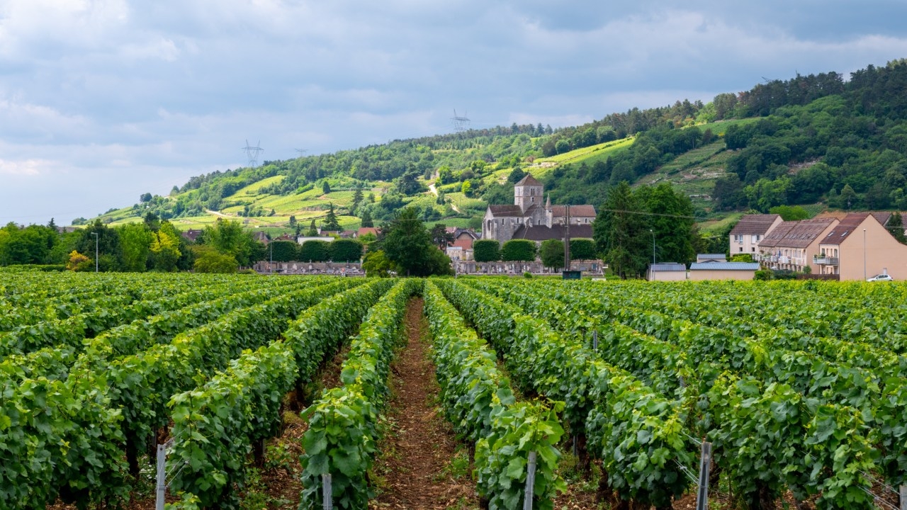 Sommelier Fabio Nistrio names world's best organic vineyards to visit