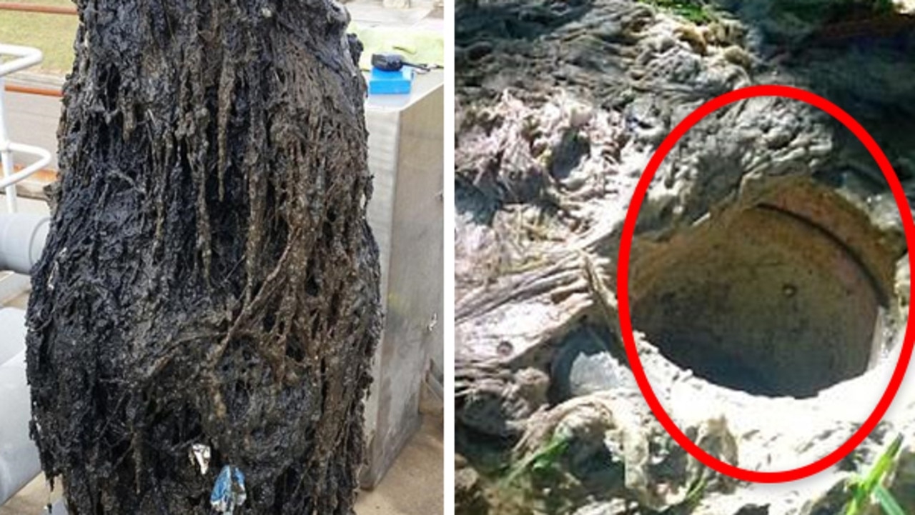 500-tonne gross find in Aussie sewerage