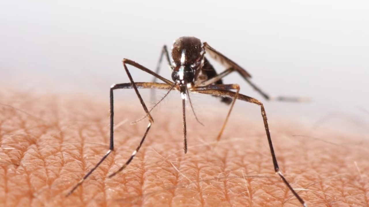 Two more cases of malaria detected in Queensland, brings infection total to 71