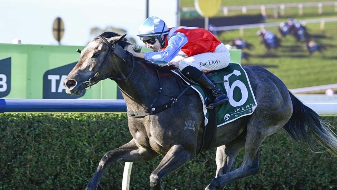 Candlewick well-backed for stakes test in Hawkesbury Guineas