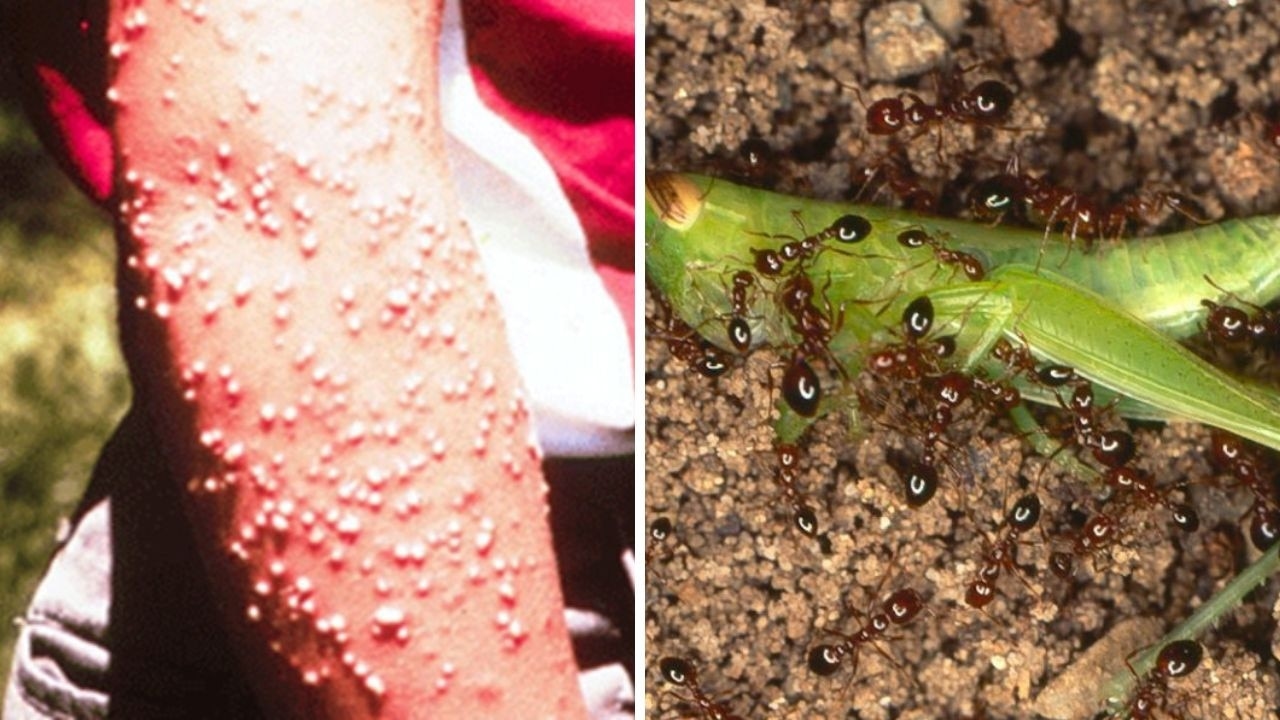 Invasive fire ant spreads to Central Queensland after mine outbreak