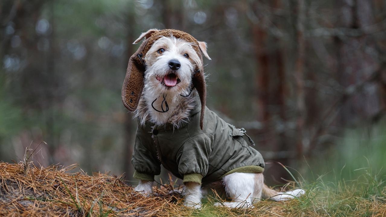 9 best dog jackets to keep your furry friend warm in 2025