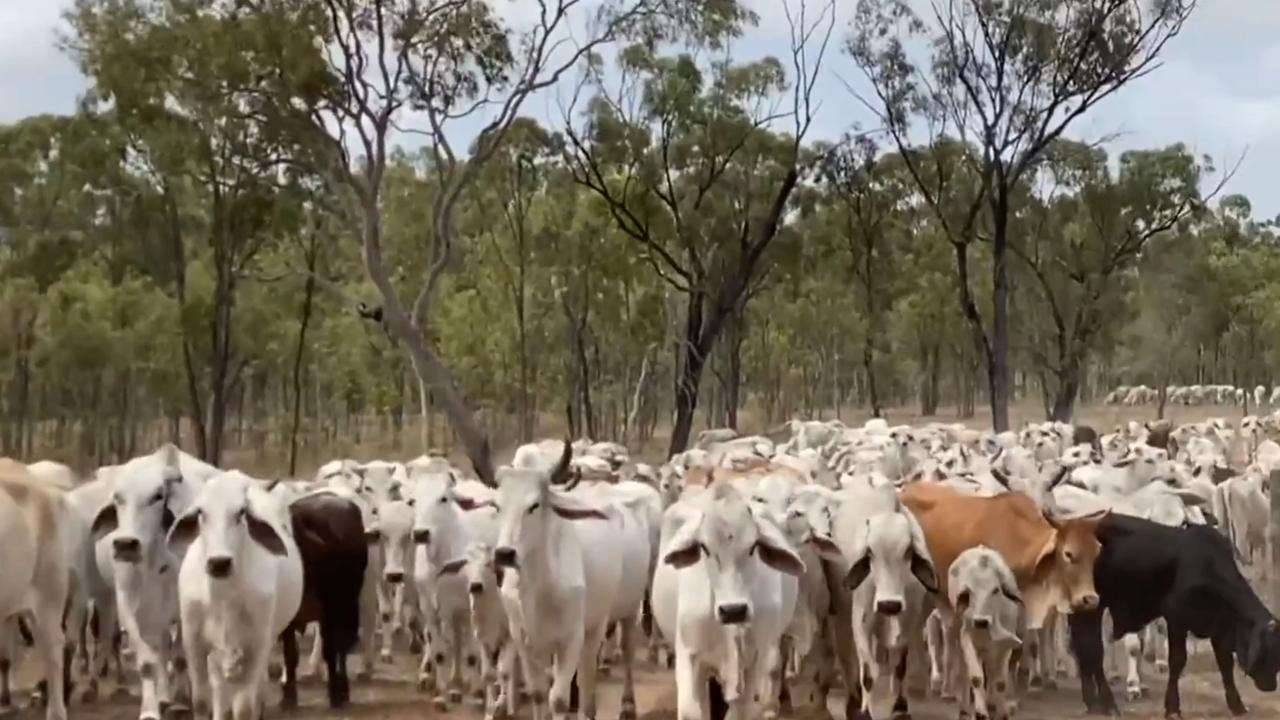 Concerns over US beef imports to Australia