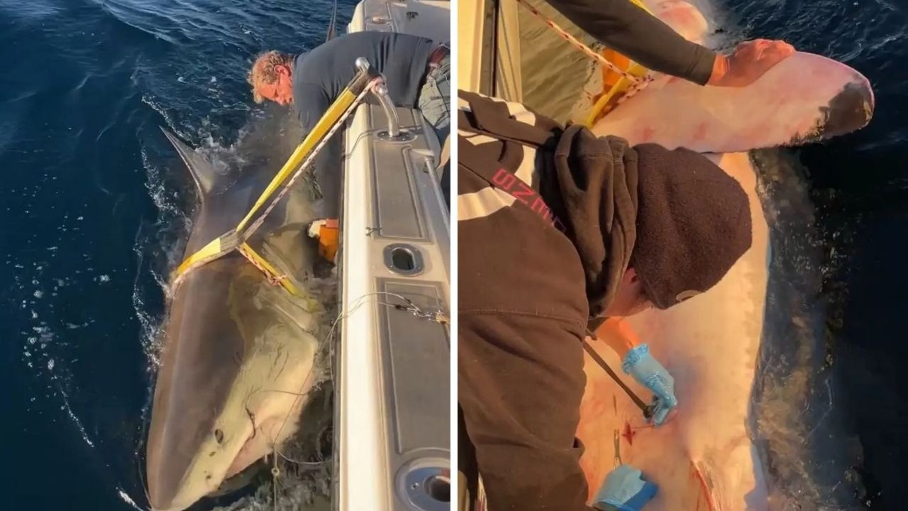 ‘Beast': World's biggest great white swims towards hotspot