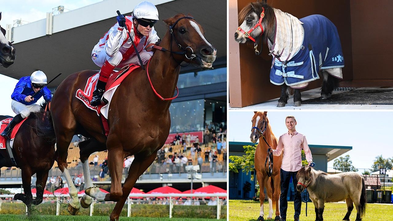 No Frankie, no worries for Giga Kick in Group 1 Kingsford Smith Cup mission