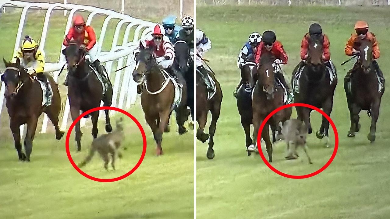 Kangaroo bounds onto track during Benchmark 58 race at Warren in New South Wales