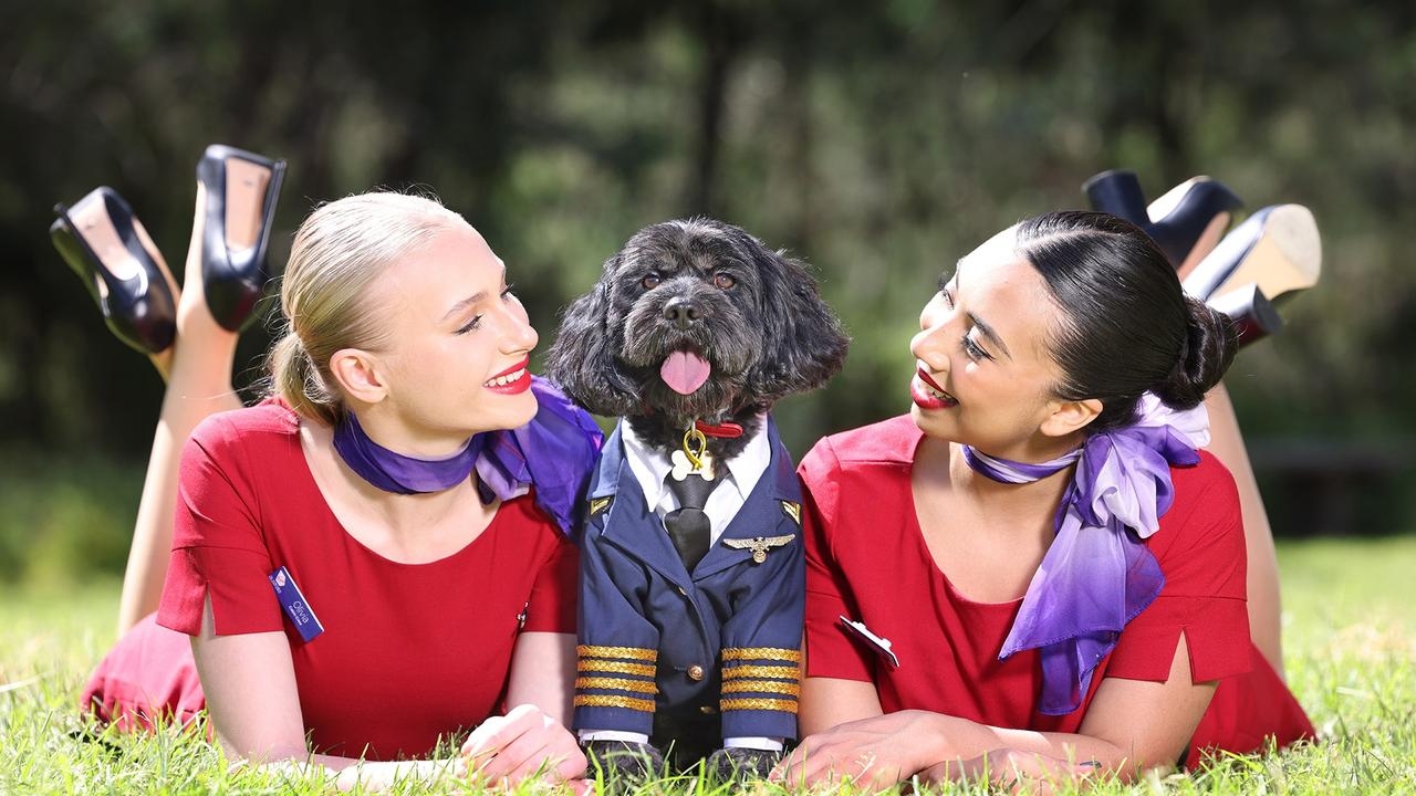 Virgin Australia wins approval to carry pets on flights