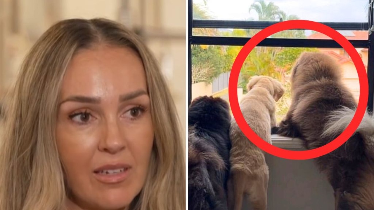 Dog video on Instagram costs Aussie business owner $50k