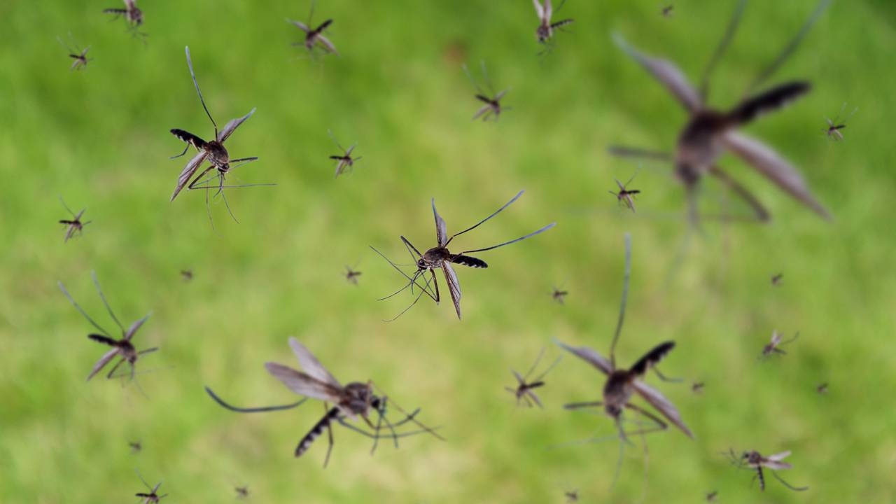 ASX Health Quarterly Wrap: Island completes Phase 2a/b dengue trial