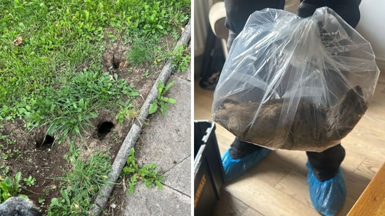 ‘Size of a small cat': Locals disgusted as huge rat found in home