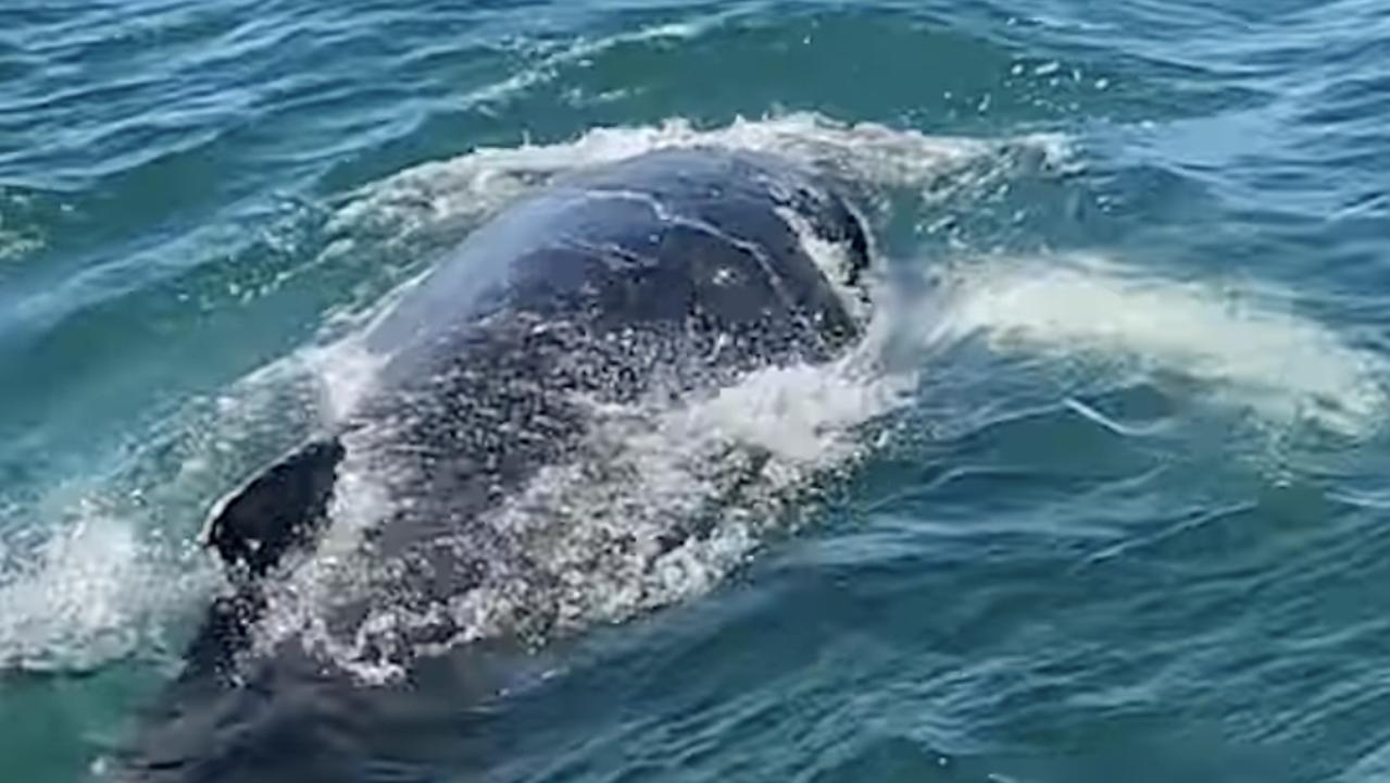 Dramatic footage captures moment Sea World team free entangled whale caught in net off Qld coast