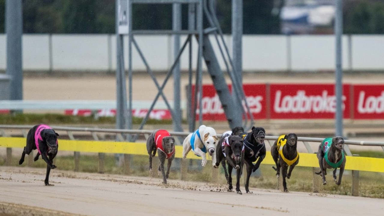 Tasmanian Premier set to announce Greyhound Racing closure in 2029