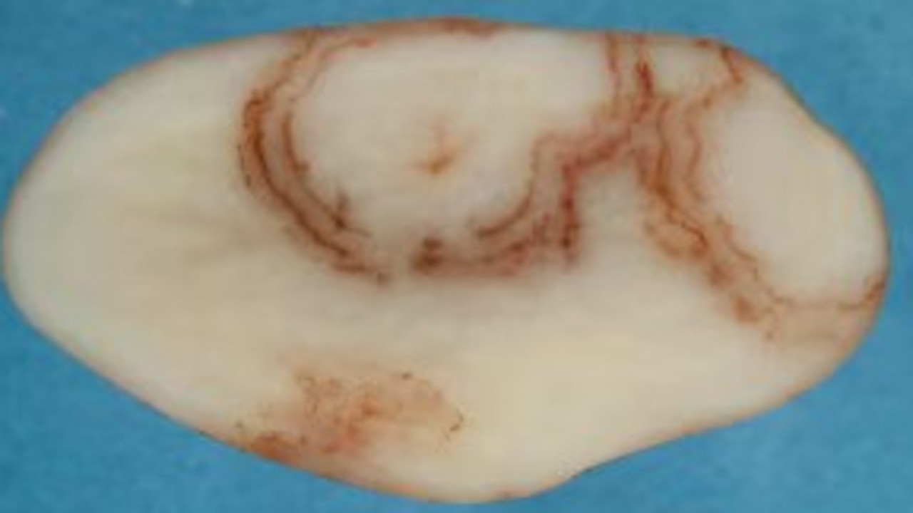 Mop-top potato virus detected for first time in Australia