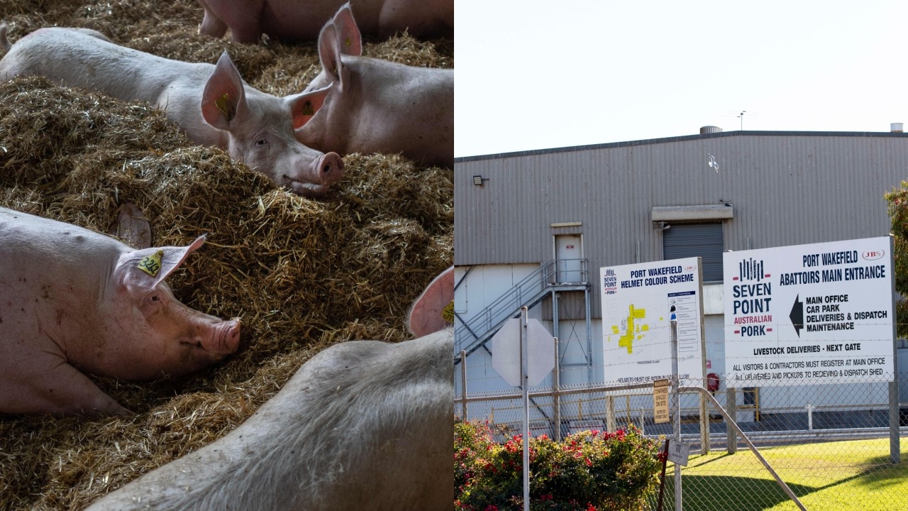 Abattoir crisis worsens as major South Australian facility shuts its doors with hundreds set to lose their jobs
