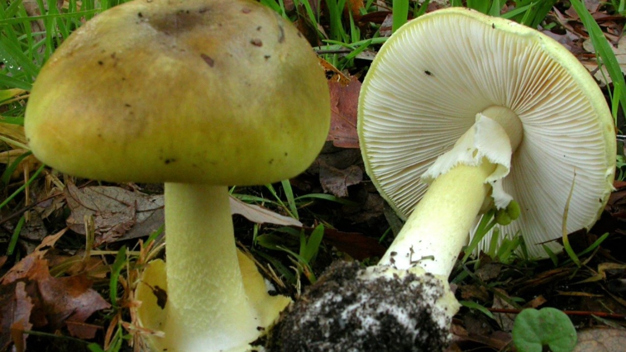 ‘Disastrous consequences': Toxic death cap mushrooms found littered throughout NSW prompt grim health warning from authorities
