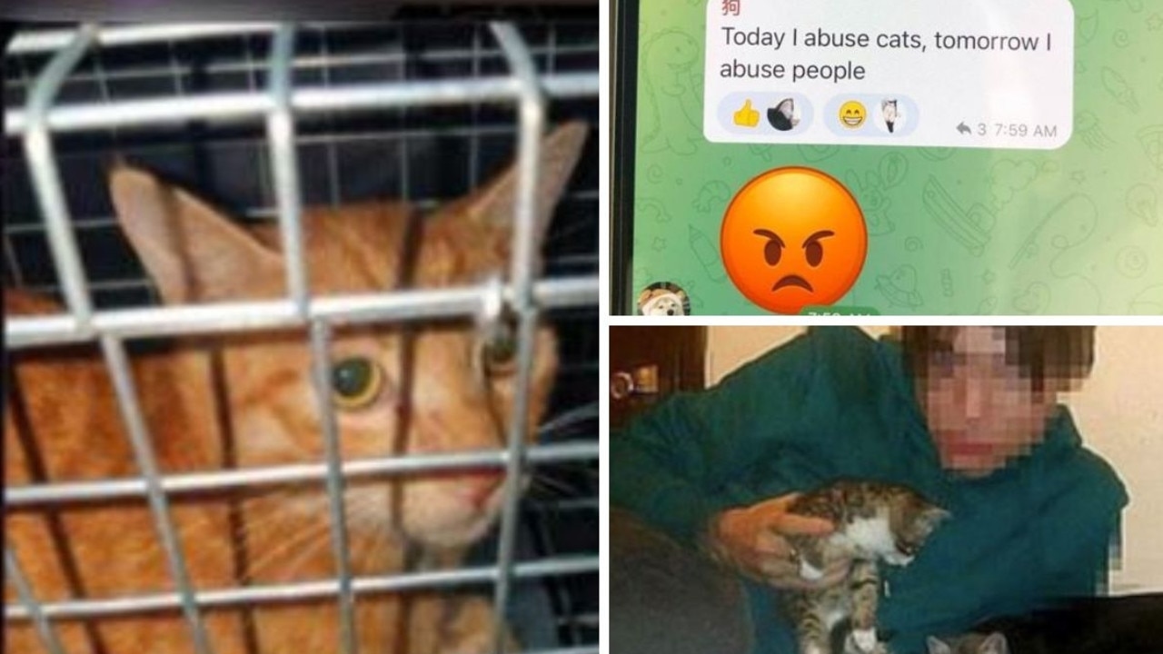 ‘Unthinkable': Inside the sick underworld of cat torture rings