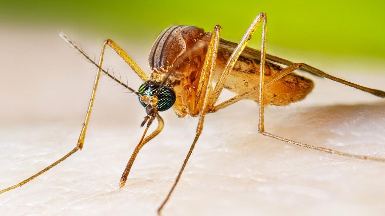 Australian doctor explains the risk of China's spreading virus