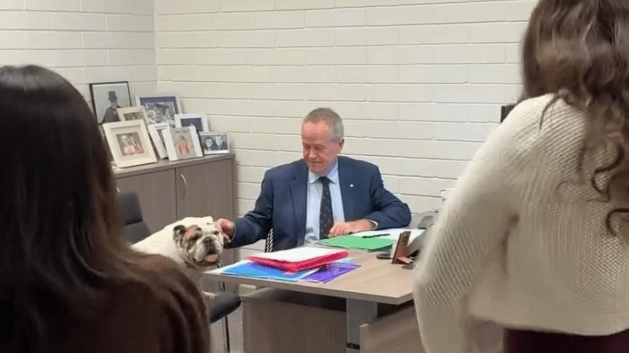 From PM-in-waiting to dog-patting VC: Bill Shorten roasted for ‘cringe' social media video while in $860,000 uni boss job