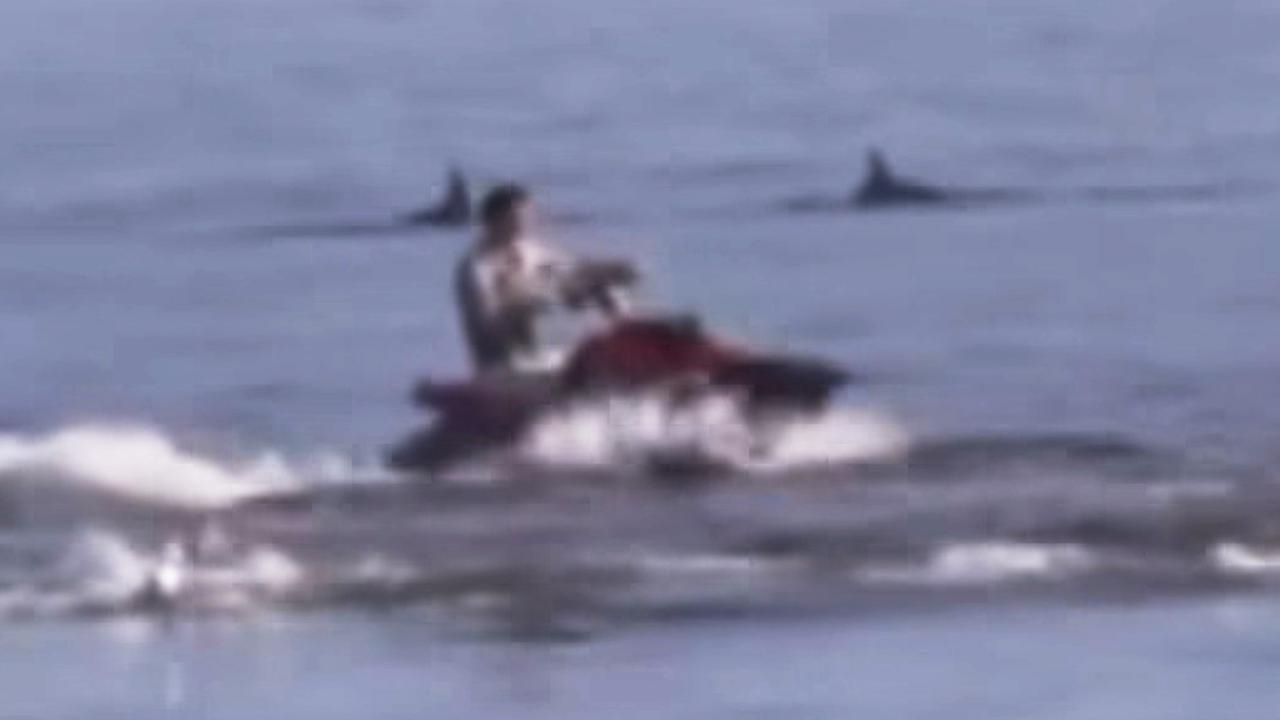‘Severely punished': Outrage after jetskiers filmed stalking pod of dolphins at Adelaide beach