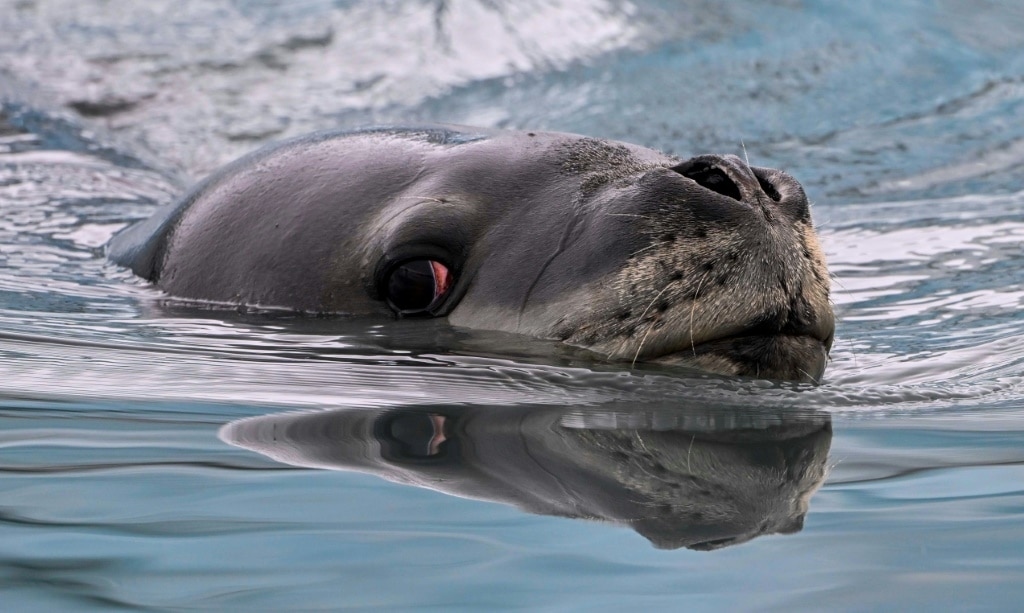 Seals sing 'otherworldly' songs structured like nursery rhymes